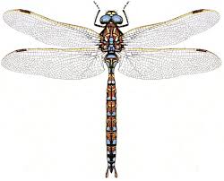 Attēlu rezultāti vaicājumam “Aeshna juncea male”