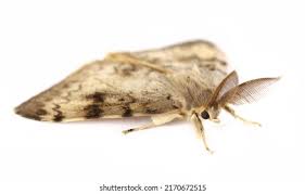 Attēlu rezultāti vaicājumam “Cleora cinctaria”