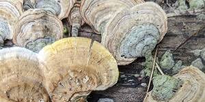 Attēlu rezultāti vaicājumam “Stereum fasciatum”