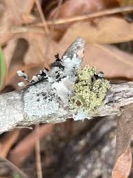 Attēlu rezultāti vaicājumam “Tuckermannopsis chlorophylla”