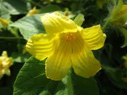 Attēlu rezultāti vaicājumam “Thladiantha dubia”