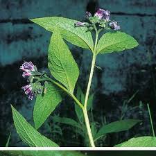 Attēlu rezultāti vaicājumam “Symphytum asperum leaf”