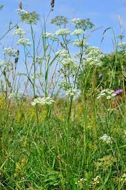 Image result for Pimpinella saxifraga