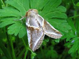 Attēlu rezultāti vaicājumam “Habrosyne pyritoides”