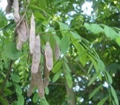 Attēlu rezultāti vaicājumam “Robinia pseudoacacia fruit”