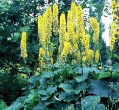 Attēlu rezultāti vaicājumam “Ligularia sibirica”