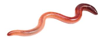 Attēlu rezultāti vaicājumam “Lumbricidae”