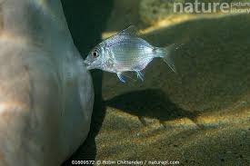 Image result for Diplodus sargus