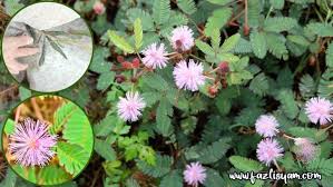 Image result for pohon semalu images