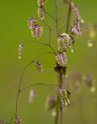 Attēlu rezultāti vaicājumam “Briza media flower”