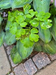 Attēlu rezultāti vaicājumam “Phytomyza minuscula”