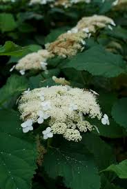 Attēlu rezultāti vaicājumam “Hydrangea arborescens”