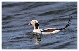 Attēlu rezultāti vaicājumam “Clangula hyemalis male”