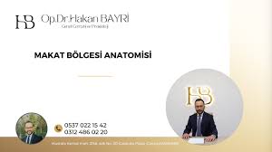 Image result for b%FD%E7ak anatomisi