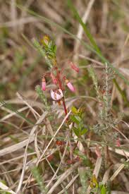 Attēlu rezultāti vaicājumam “Oxycoccus bud”