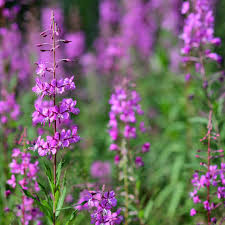 Attēlu rezultāti vaicājumam “Epilobium angustifolium flower”
