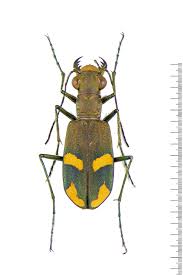 Attēlu rezultāti vaicājumam “Cicindela sylvatica”
