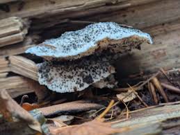 Attēlu rezultāti vaicājumam “Ophiostoma polyporicola”