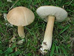 Attēlu rezultāti vaicājumam “Leccinum scabrum”