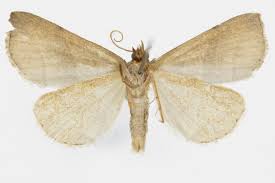 Attēlu rezultāti vaicājumam “Colobochyla salicalis”