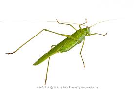 Attēlu rezultāti vaicājumam “Phaneroptera falcata”