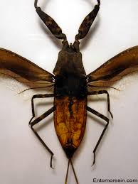 Attēlu rezultāti vaicājumam “Nepa cinerea nymph”