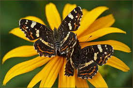 Attēlu rezultāti vaicājumam “Araschnia levana upperside”