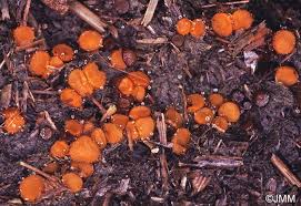 Attēlu rezultāti vaicājumam “Cheilymenia stercorea”