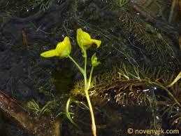 Attēlu rezultāti vaicājumam “Utricularia intermedia flower”