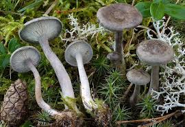 Attēlu rezultāti vaicājumam “Cantharellula umbonata”