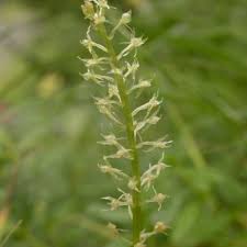 Attēlu rezultāti vaicājumam “Malaxis monophyllos flower”