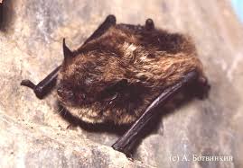 Attēlu rezultāti vaicājumam “Myotis brandtii”