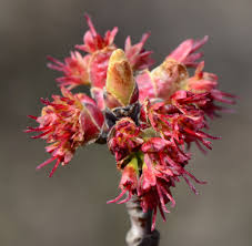 Attēlu rezultāti vaicājumam “Acer saccharinum flower”