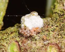 Attēlu rezultāti vaicājumam “Adelges laricis nymph”