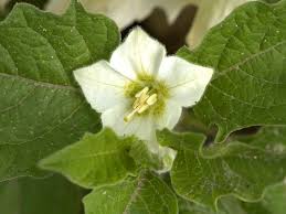 Image result for Lampionblume