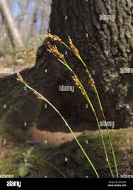 Attēlu rezultāti vaicājumam “Carex digitata flower”