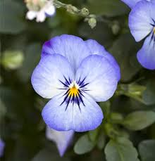 Image result for Veilchen