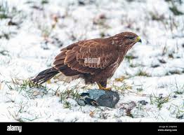 Attēlu rezultāti vaicājumam “Buteo buteo adult”