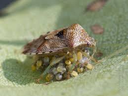 Attēlu rezultāti vaicājumam “Elasmucha grisea imago”