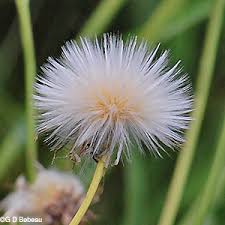 Attēlu rezultāti vaicājumam “Sonchus arvensis subsp. uliginosus flower”