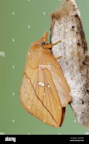 Attēlu rezultāti vaicājumam “Euthrix potatoria cocoon”