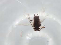 Attēlu rezultāti vaicājumam “Aphis confusa”