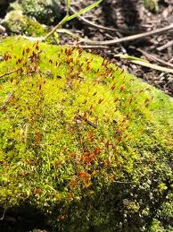 Attēlu rezultāti vaicājumam “Syntrichia ruralis var. ruraliformis”