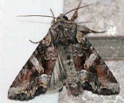 Attēlu rezultāti vaicājumam “Lacanobia contigua”