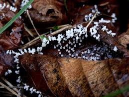 Attēlu rezultāti vaicājumam “Diachea leucopodia spores”