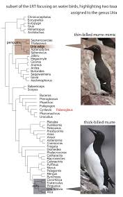 Image result for Uria aalge