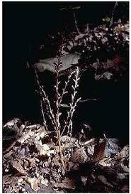 Attēlu rezultāti vaicājumam “Paraleucobryum longifolium sporophyte”