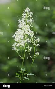 Attēlu rezultāti vaicājumam “Thalictrum flavum leaf”