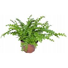 Image result for НЕФРОЛЕПИС (Nephrolepis