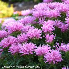 Image result for Monarda didyma